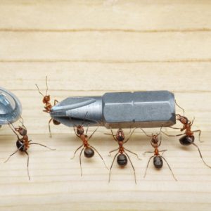 team of ants carries screwdriver to screw, teamwork
